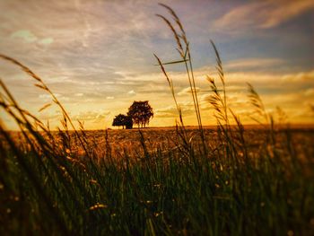 Crops growing on field against sky during sunset