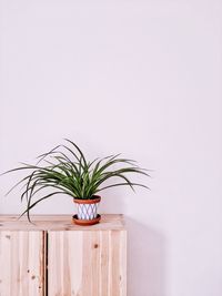 Close-up of potted plant against wall