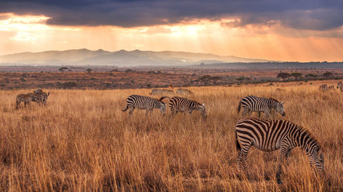 Scenic view of landscape against sky during sunset