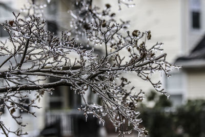 Close-up of frozen plant against trees during winter