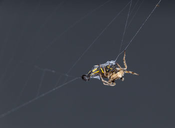 Close-up of spider on web