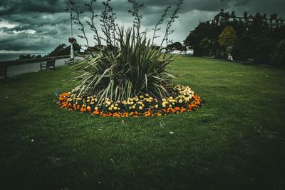 Plants growing on field against sky