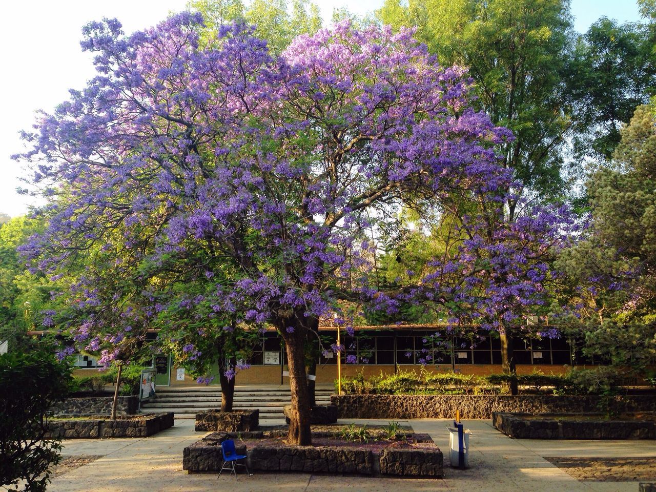 PURPLE FLOWERS ON TREE AT PARK