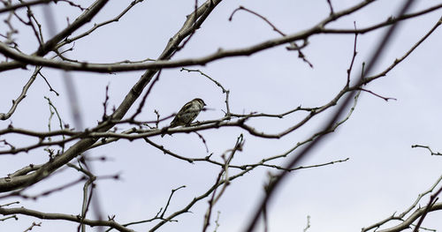 Low angle view of bird perching on branch against sky