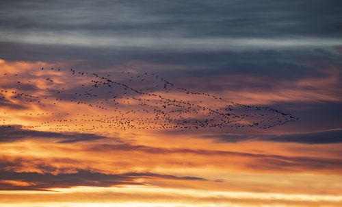 Flock of birds flying in sky