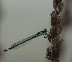 Close-up of insect on plant against white background