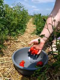 Midsection of woman with red berries on field