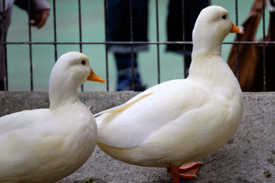 Close-up of bird