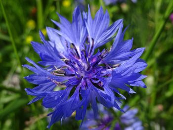 Close-up of purple blue flower