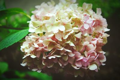 Close-up of pink flowers