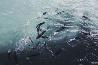 High angle view of fishes swimming in sea