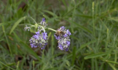 Close-up of insect on purple flower