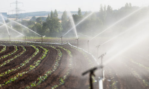 Watering crops in western germany with irrigation system using sprinklers in a cultivated field.