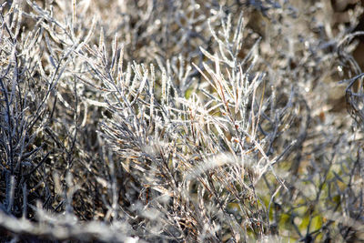 Close-up of frozen plants