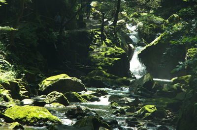 Scenic view of trees