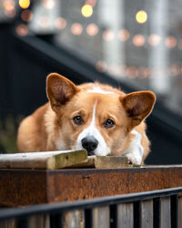 Portrait of dog looking at railing