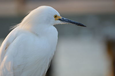 Close-up of a bird