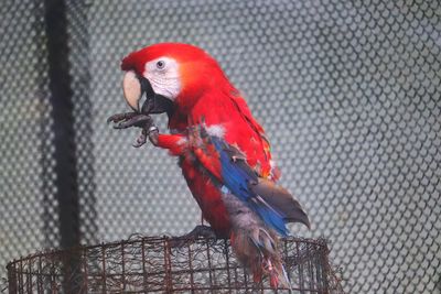 View of parrot perching in cage