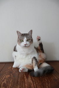 Portrait of cat sitting on hardwood floor