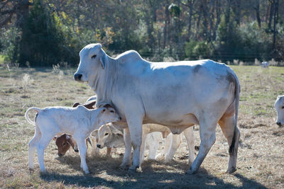 Cows on field