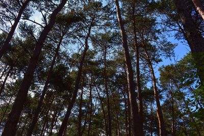 Low angle view of trees in forest against sky