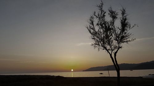 Silhouette tree by sea against sky during sunset