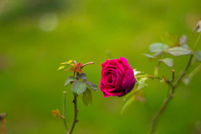 Close-up of pink rose blooming outdoors