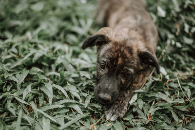 Portrait of dog relaxing on field