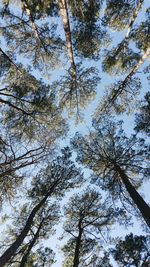 Low angle view of trees