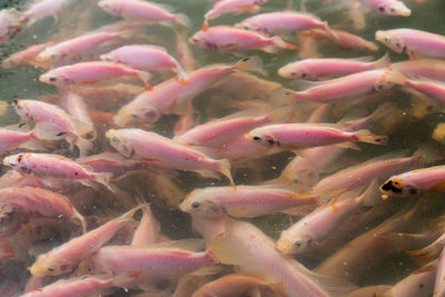 Close-up of fish swimming in sea