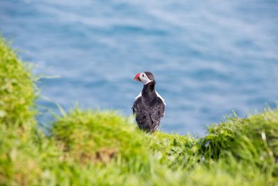 Bird on a rock