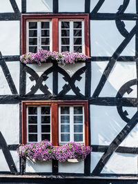 Low angle view of pink flowering plants against building