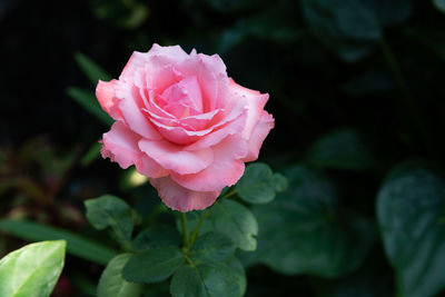 Close-up of pink rose