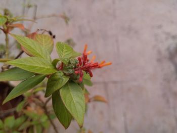 Close-up of red flowering plant