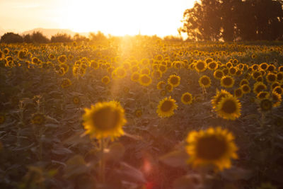 Close-up of sunflowers