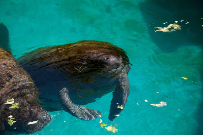 View of turtle swimming in sea