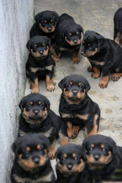 animal themes, dog, pets, domestic animals, mammal, black color, looking at camera, portrait, two animals, close-up, one animal, togetherness, young animal, focus on foreground, day, outdoors, no people, black, high angle view, puppy