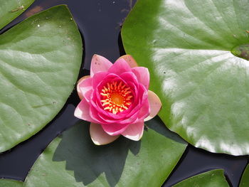 Close-up of pink lotus water lily in pond