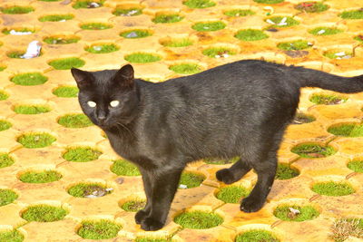 Black cat standing on grass