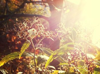 Close-up of sun shining through plant