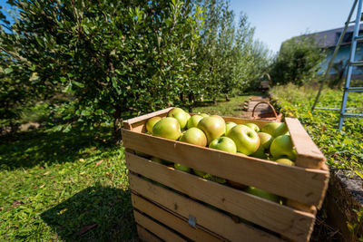 Fruits and vegetables in basket