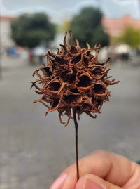 Mão segurando uma flor seca em destaque