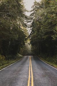 Empty road along trees and plants