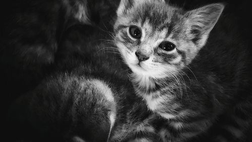 Close-up portrait of cat