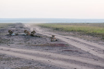 Lionesses relax by a dirt path in the maasai mara