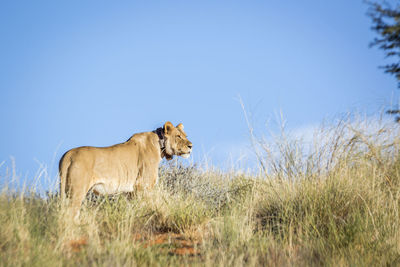 African lioness with tracking collar in kgalagadi transfrontier park, south africa