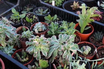 High angle view of potted plants