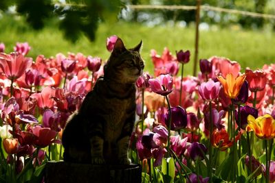 Close-up of pink flowers blooming outdoors