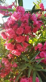 Close-up of pink bougainvillea blooming outdoors