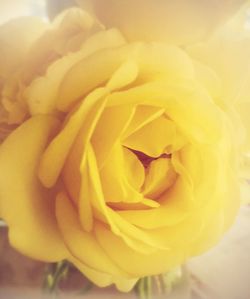 Close-up of yellow rose